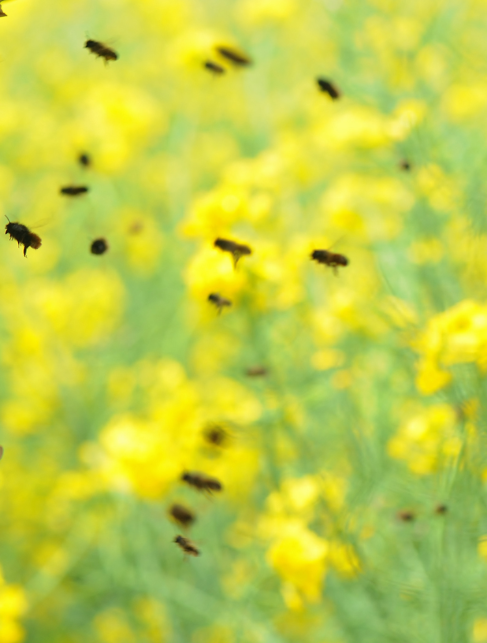 Nikon AF-S Micro-Nikkor 105mm F2.8G IF-ED VR sample photo. Solitary bees in flight photography