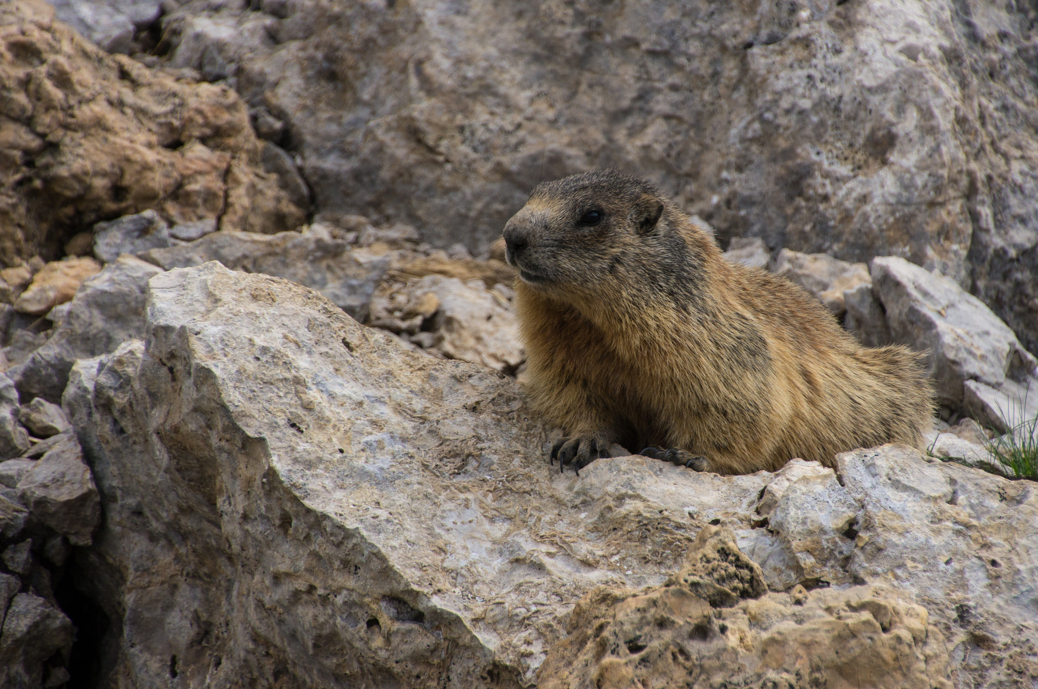 Sony SLT-A55 (SLT-A55V) + DT 18-270mm F3.5-6.3 sample photo. Murmeltier (marmot) photography