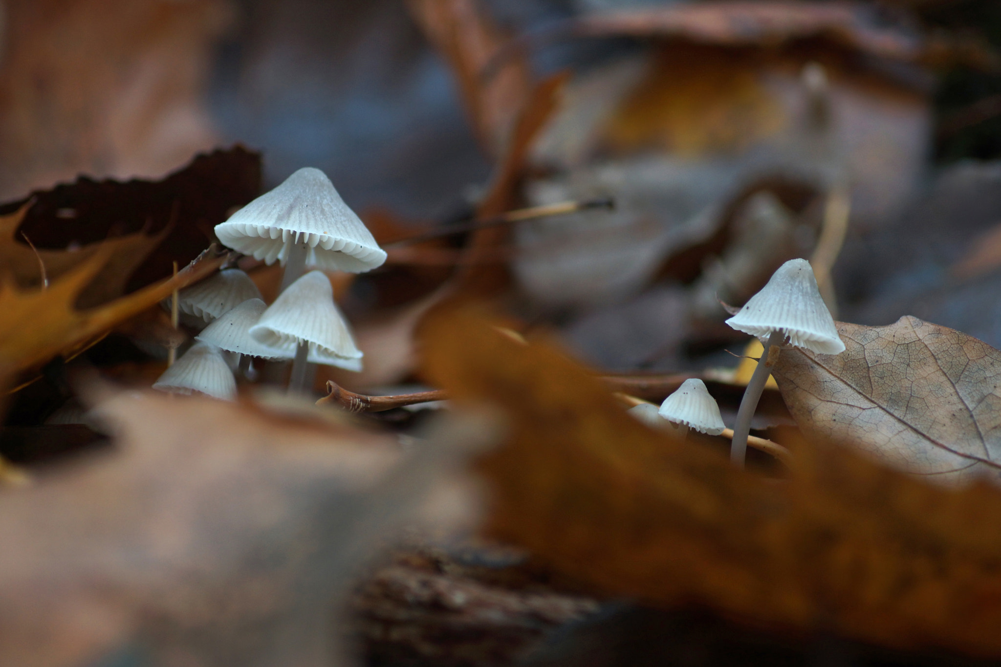 Sony SLT-A77 sample photo. Hidden mushrooms photography