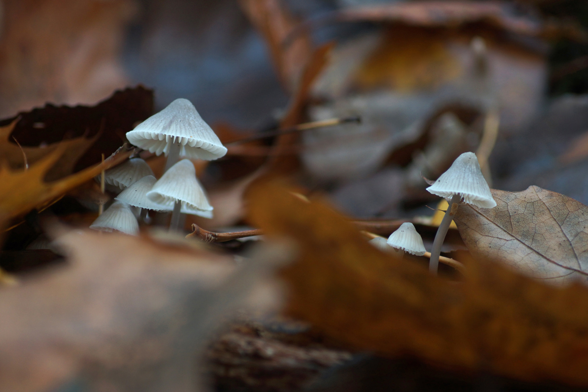 Sony SLT-A77 + Sony DT 55-200mm F4-5.6 SAM sample photo. Hidden mushrooms photography