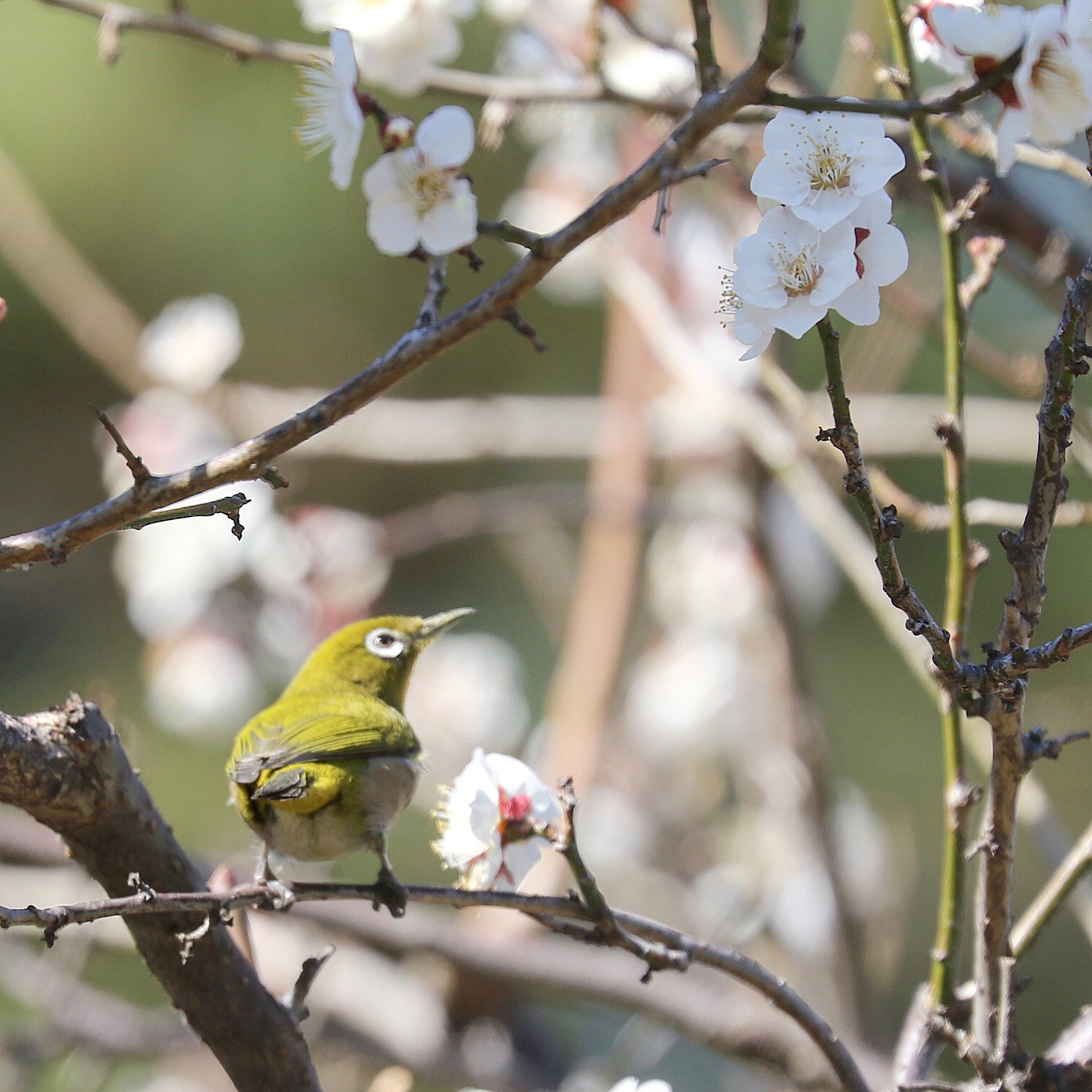 Canon EF 70-300mm F4-5.6L IS USM sample photo