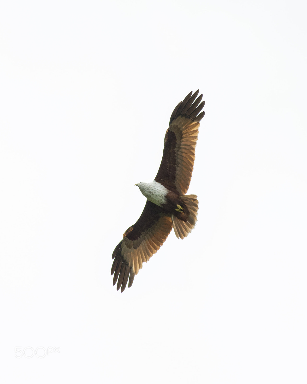 Canon EOS 80D + Canon EF 400mm F5.6L USM sample photo. Bramhiny kite_ flying away photography