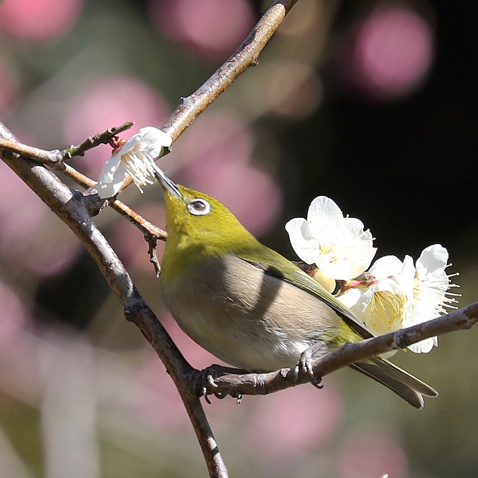 Canon EF 70-300mm F4-5.6L IS USM sample photo