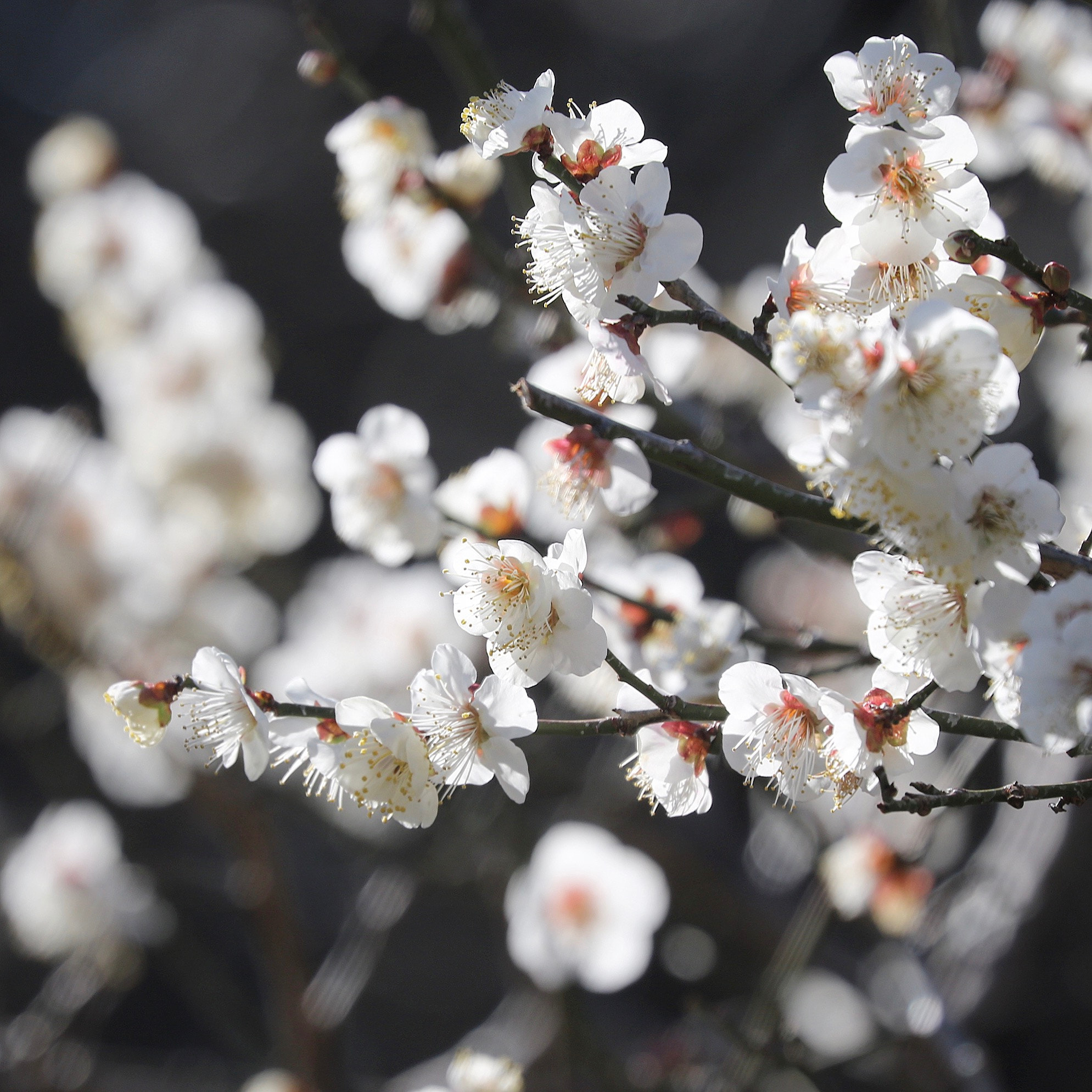 Canon EF 70-300mm F4-5.6L IS USM sample photo