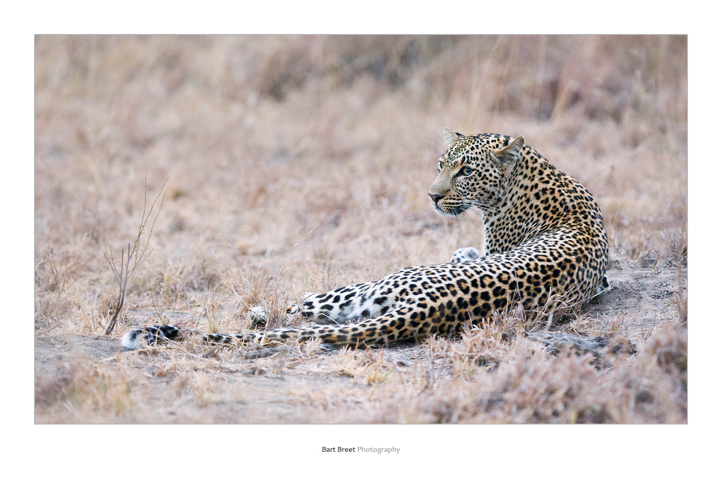 Canon EF 300mm F2.8L IS USM sample photo. Female leopard photography