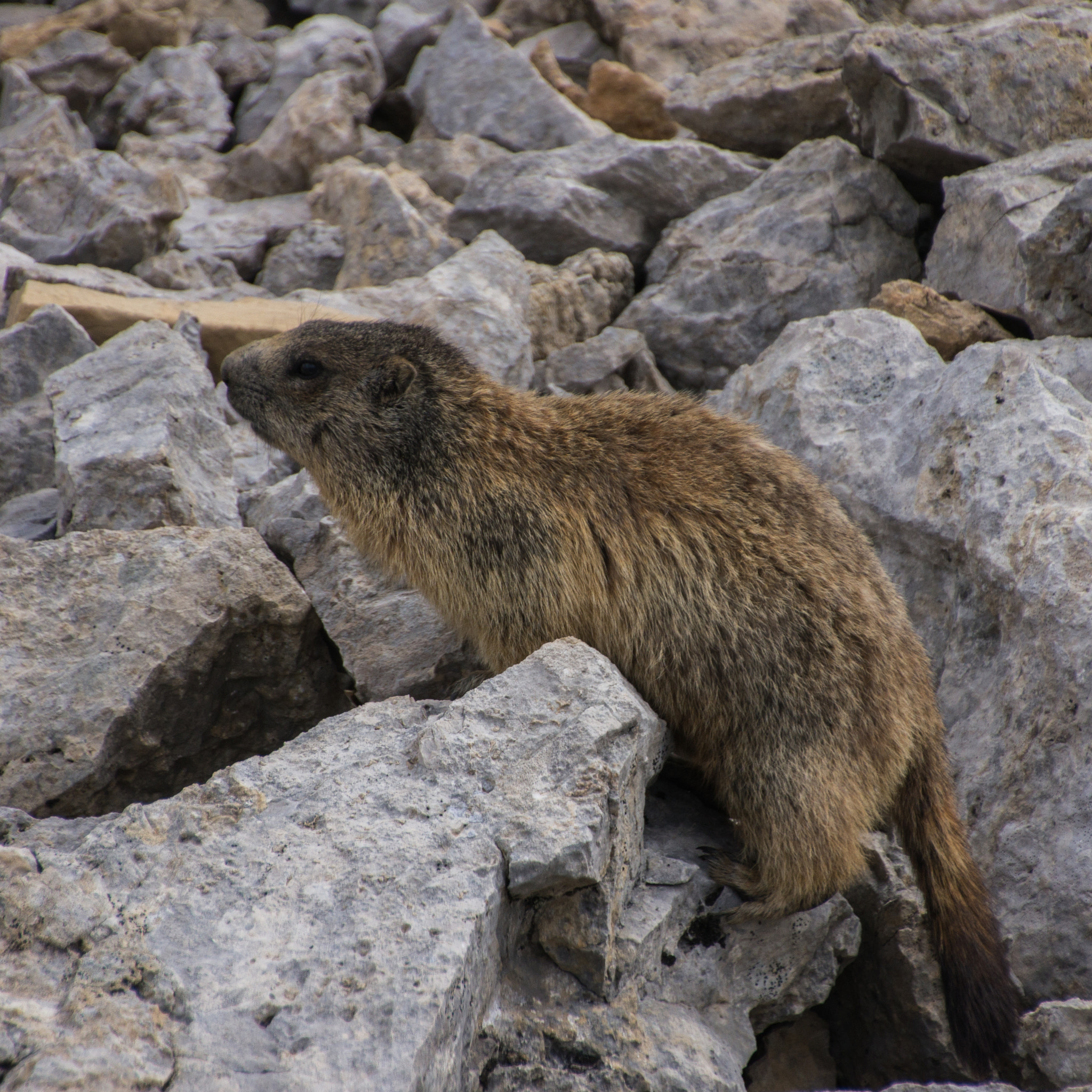 Tamron 18-270mm F3.5-6.3 Di II PZD sample photo. Murmeltier (marmot) photography