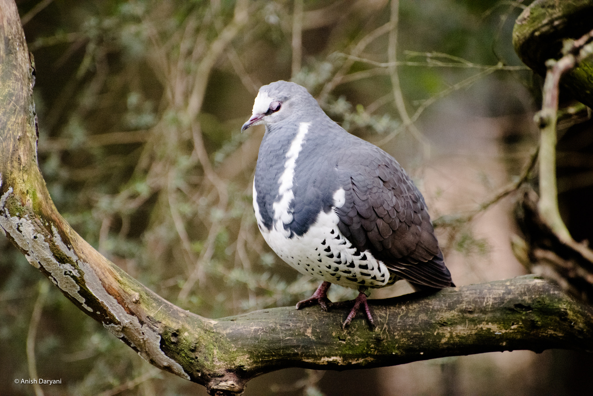 Nikon D810 sample photo. Wonga pigeon photography