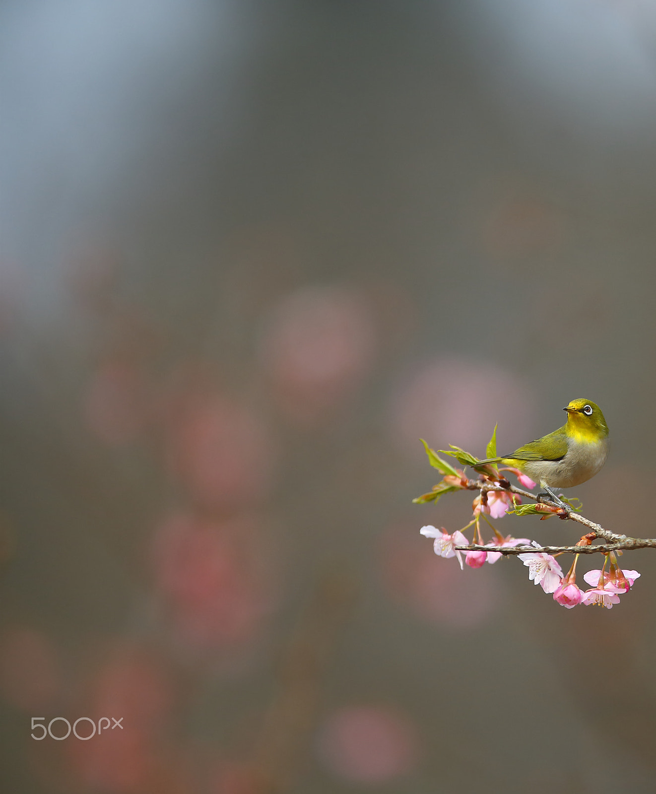 Canon EF 400mm F2.8L IS II USM sample photo. 眺望 photography