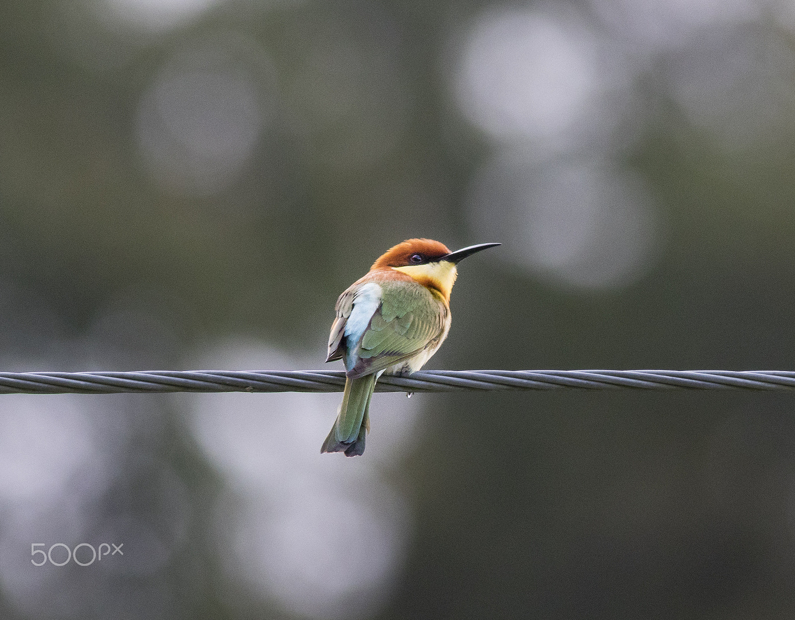 Canon EOS 80D sample photo. Chestnut-headed bee eater _ on an electric wire photography