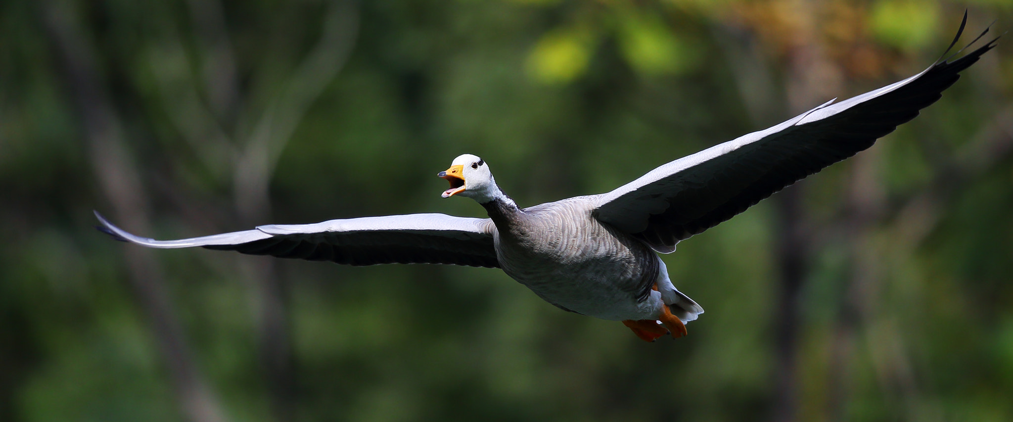Canon EF 300mm F2.8L IS II USM sample photo. Anser indicus photography