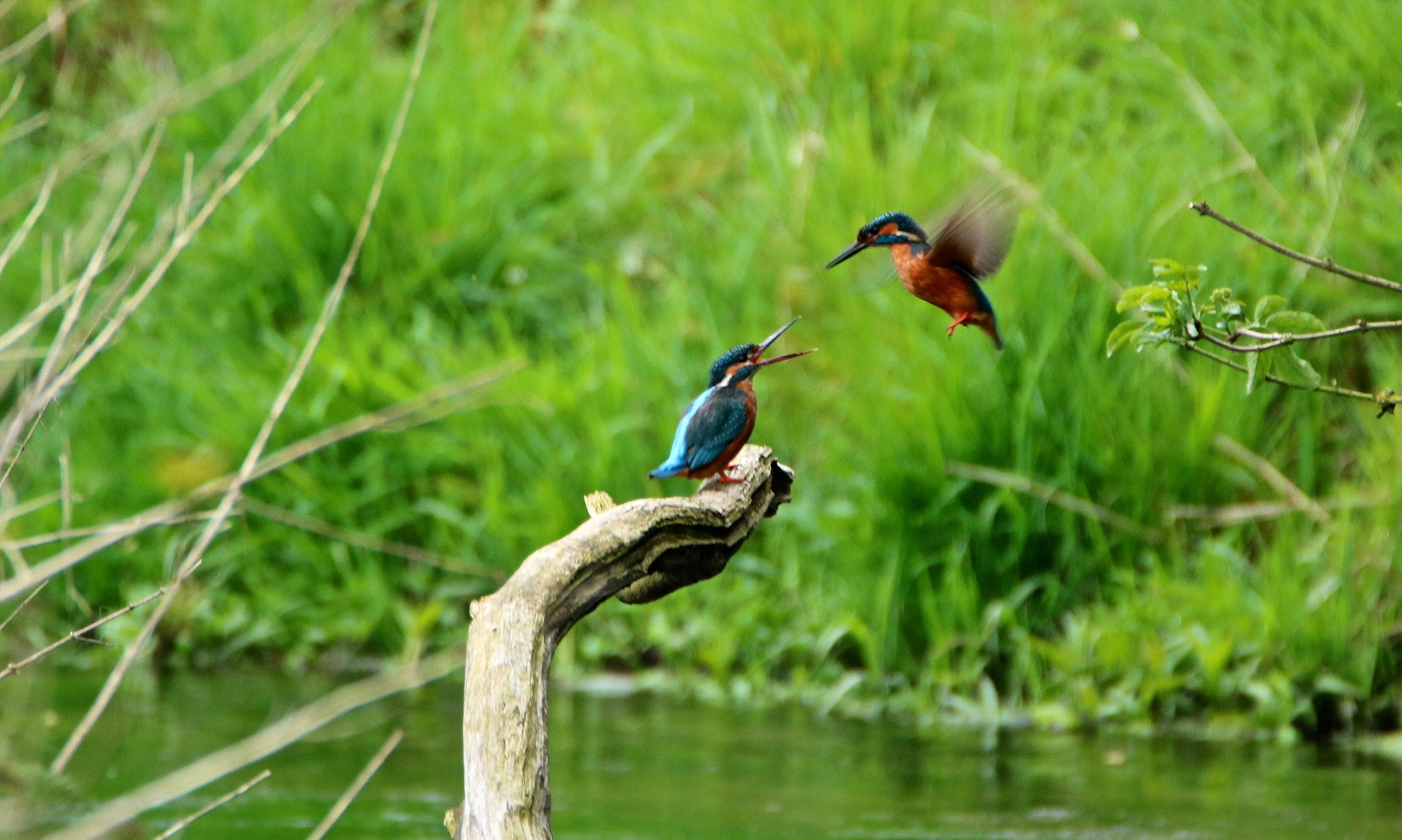 Tamron SP 150-600mm F5-6.3 Di VC USD sample photo. Kingfisher love..... photography