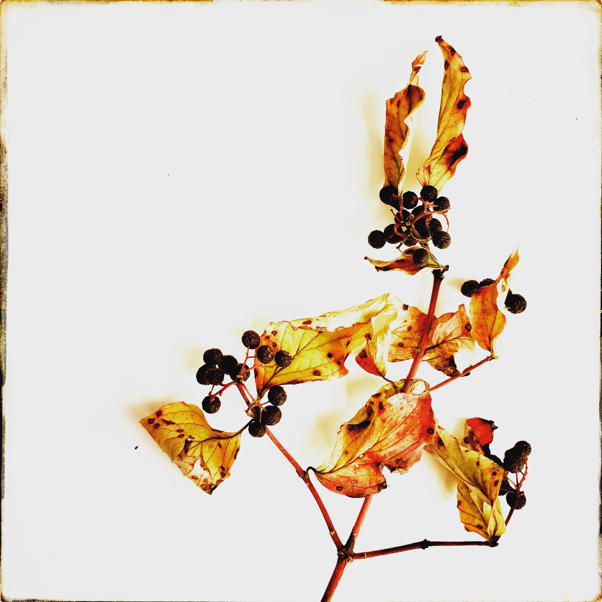 Hipstamatic 331 sample photo. Dry leaves photography