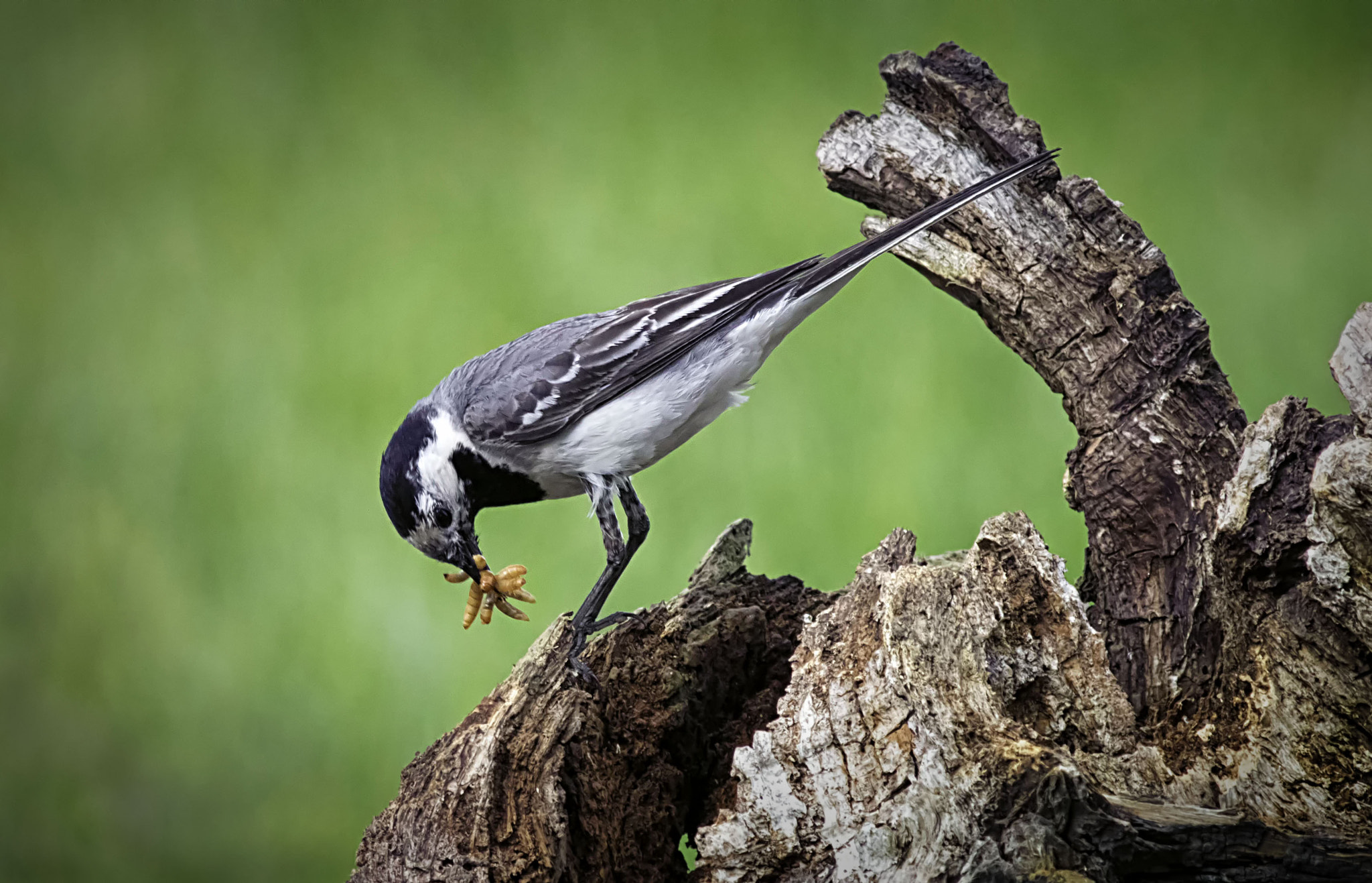 Canon EF 400mm F5.6L USM sample photo. White wagtail having trouble handling live food photography