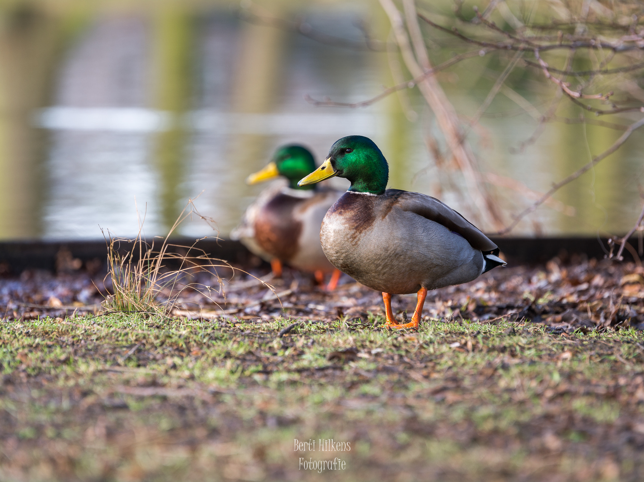 Tamron SP 70-200mm F2.8 Di VC USD sample photo. Duck's photography