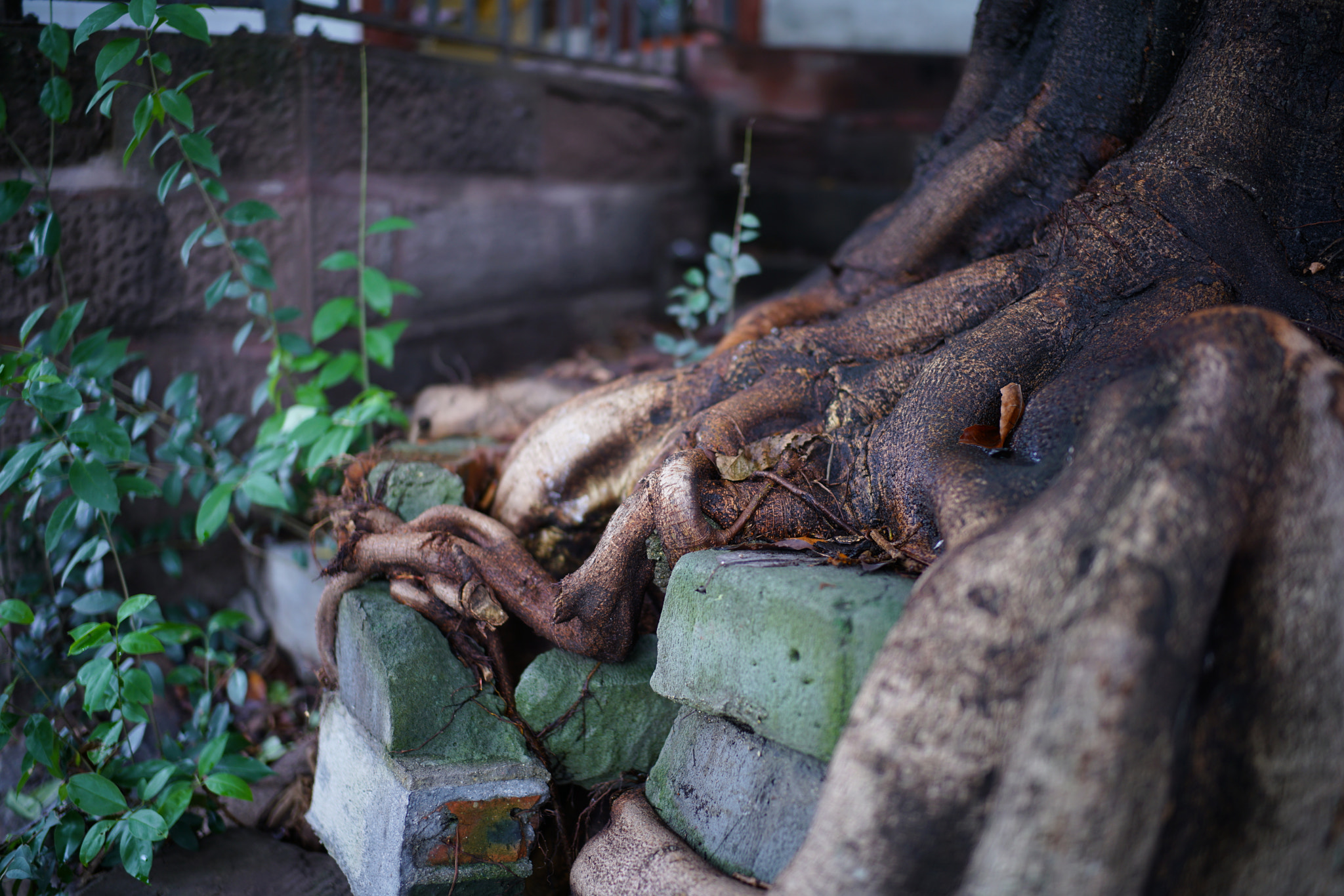 Sony a7R II + Canon EF 40mm F2.8 STM sample photo. The power of root photography