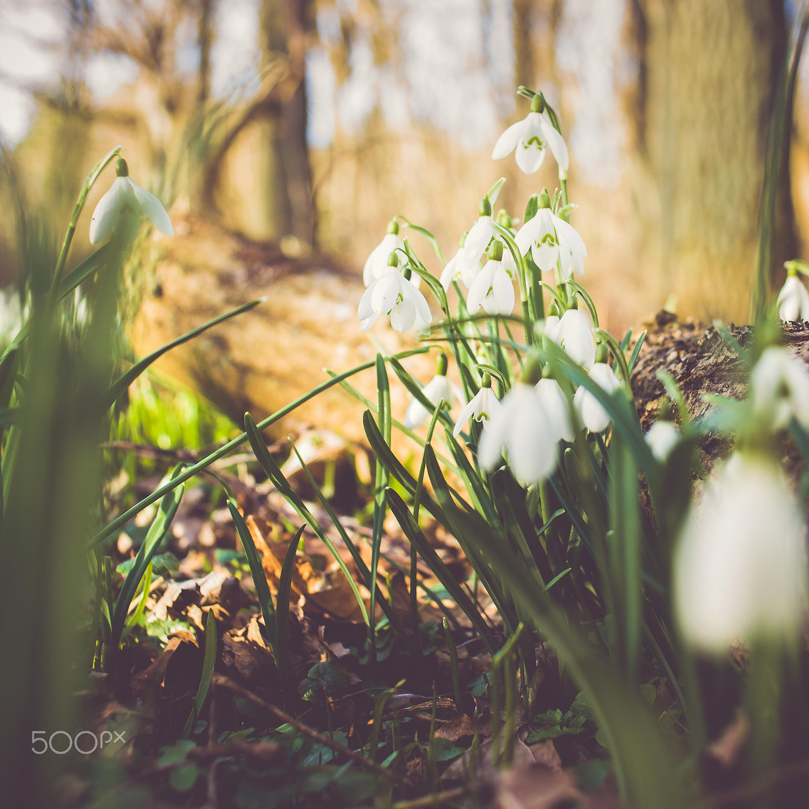 Sony 28mm F2.8 sample photo. Bunch of snowflake or snowdrop flower in bloom. photography