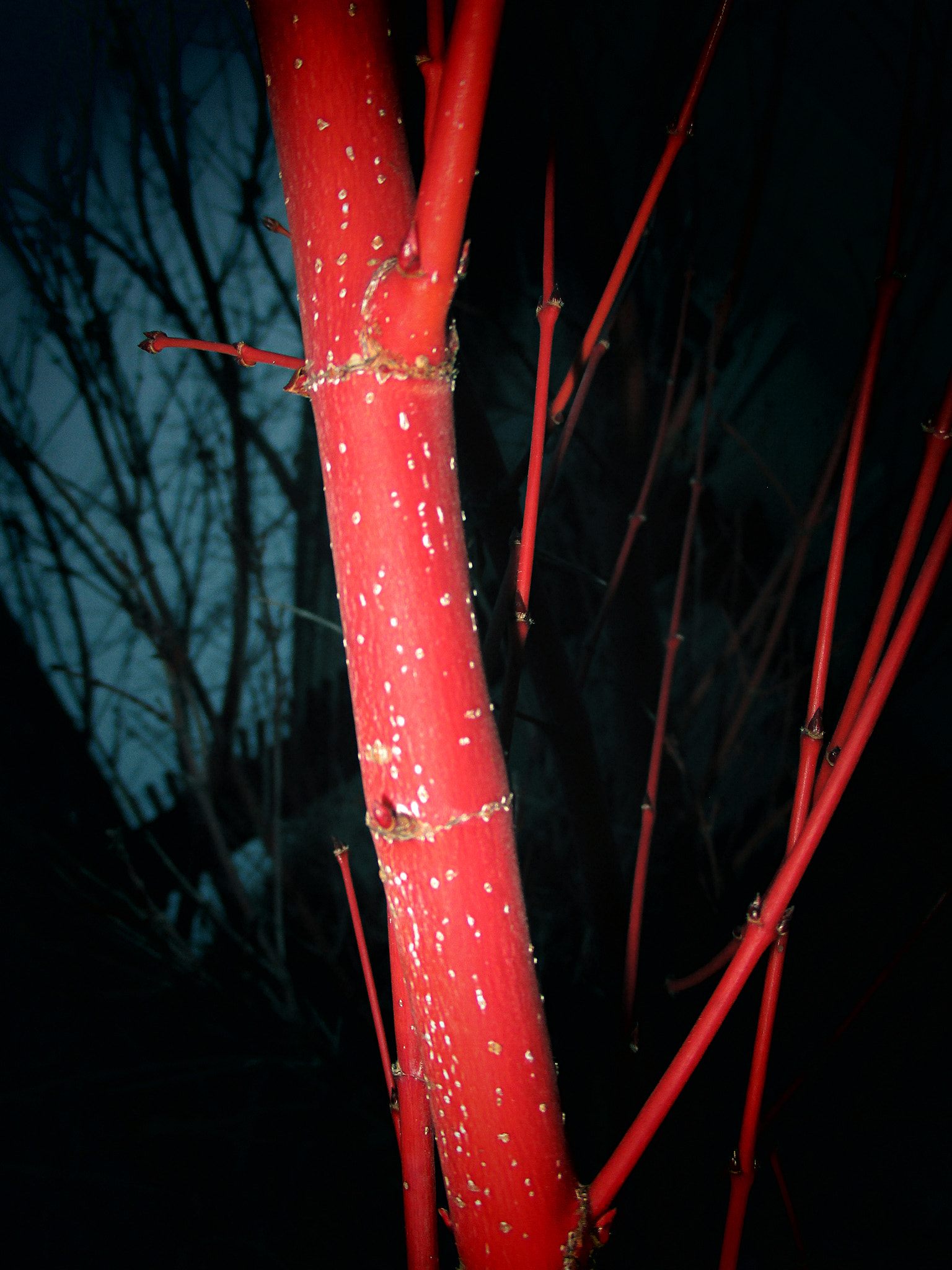 Canon PowerShot ELPH 180 (IXUS 175 / IXY 180) sample photo. Wild nights photography