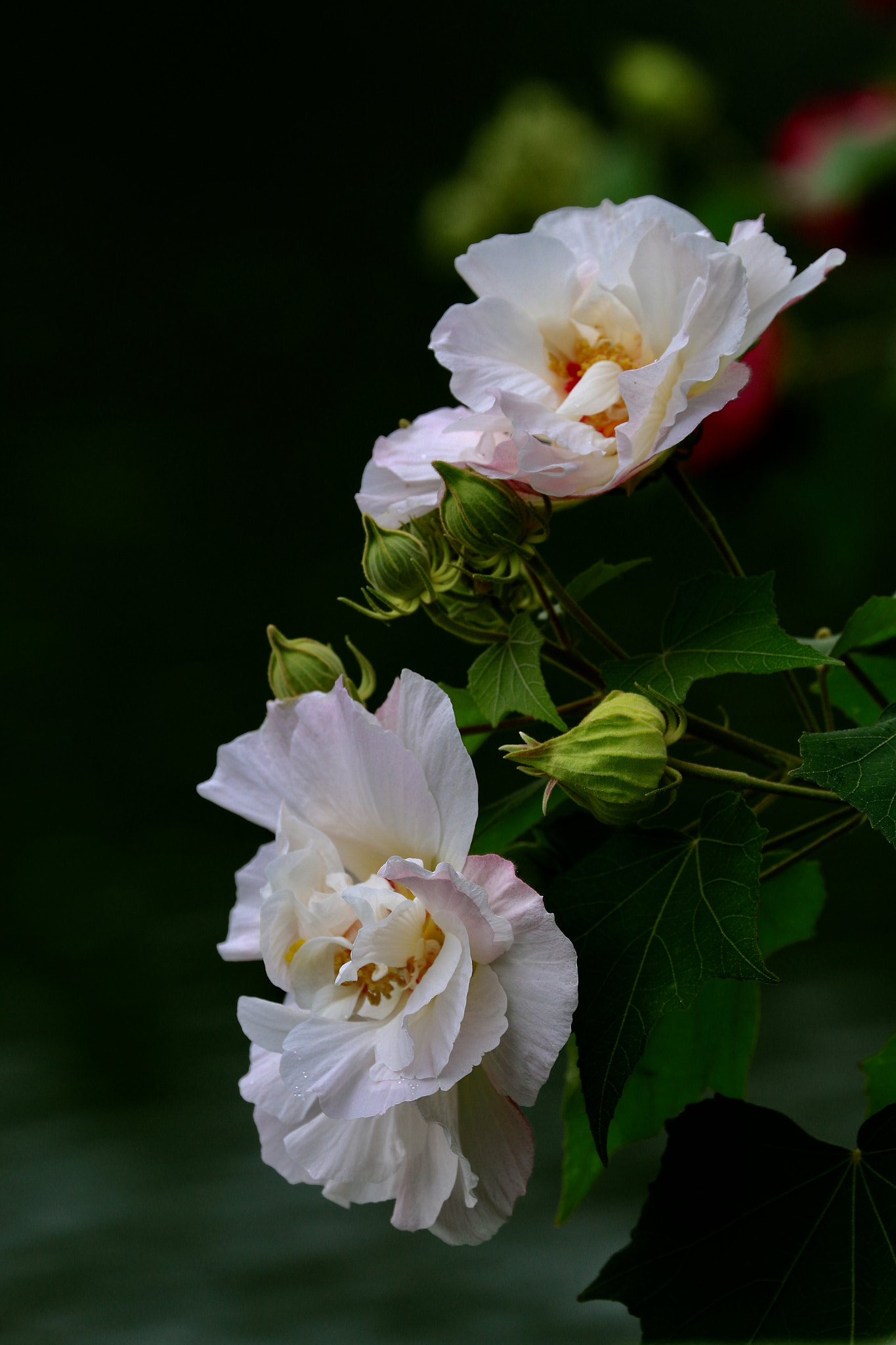 Canon EOS 70D + Canon EF 70-300mm F4-5.6L IS USM sample photo. Hibiscus mutabilis photography