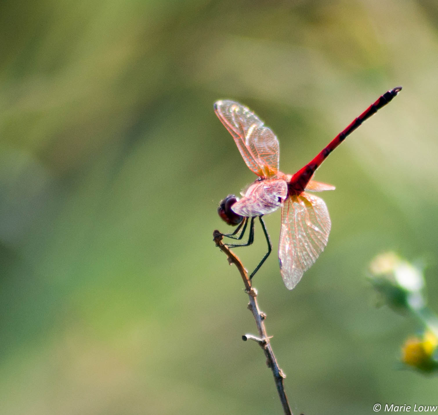 Sigma 70-300mm F4-5.6 APO DG Macro sample photo. Dragonfly photography