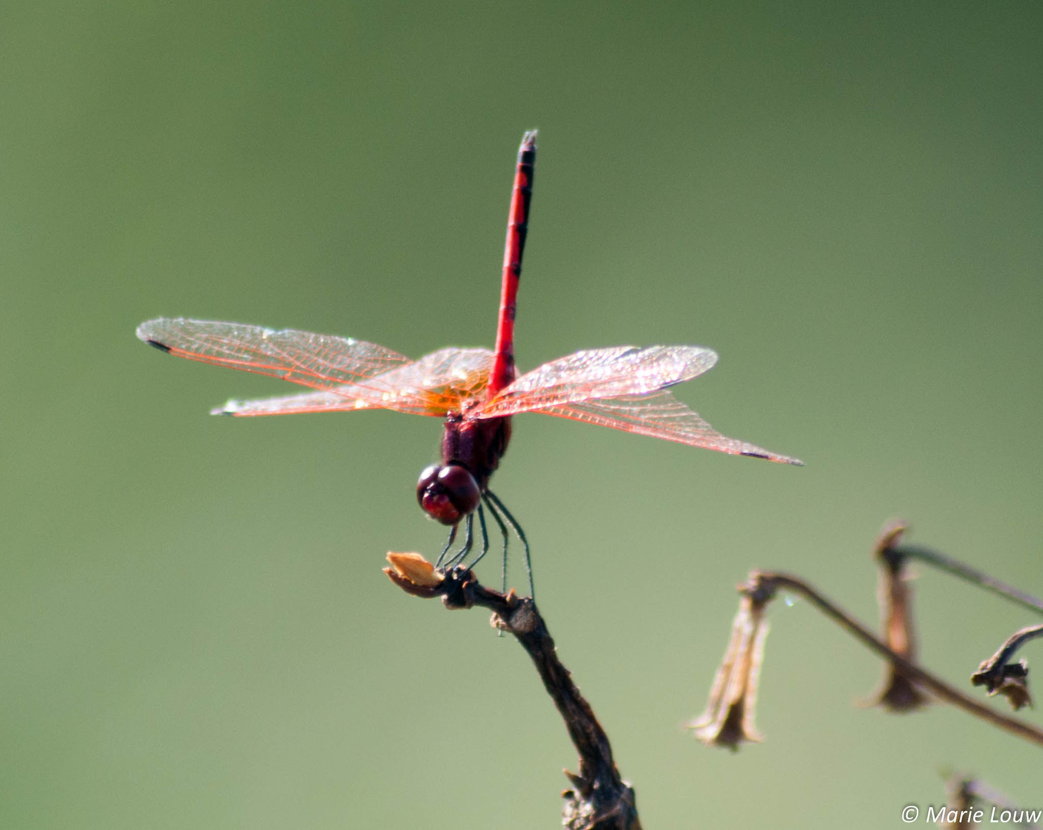 Sigma 70-300mm F4-5.6 APO DG Macro sample photo. Dragonfly photography