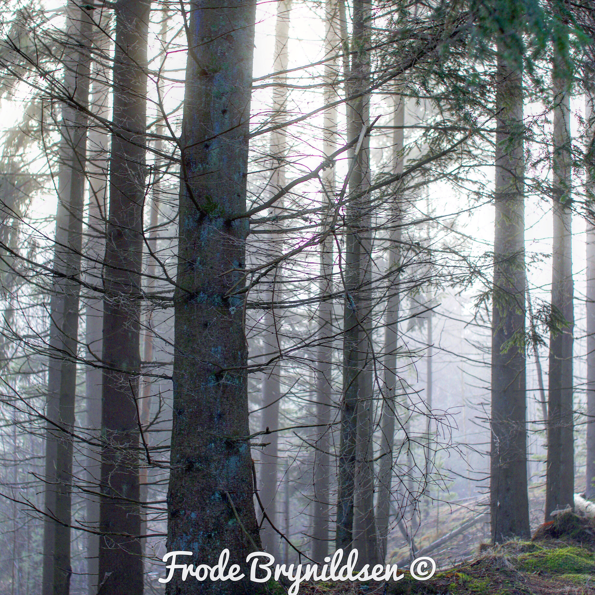 Sigma 30mm F1.4 EX DC HSM sample photo. Taken on a day that was foggy but the sun was breaking throw photography