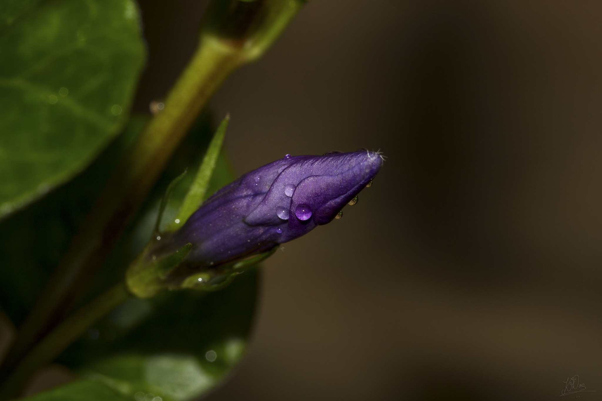 Canon EF 100mm F2.8 Macro USM sample photo. Vinca photography