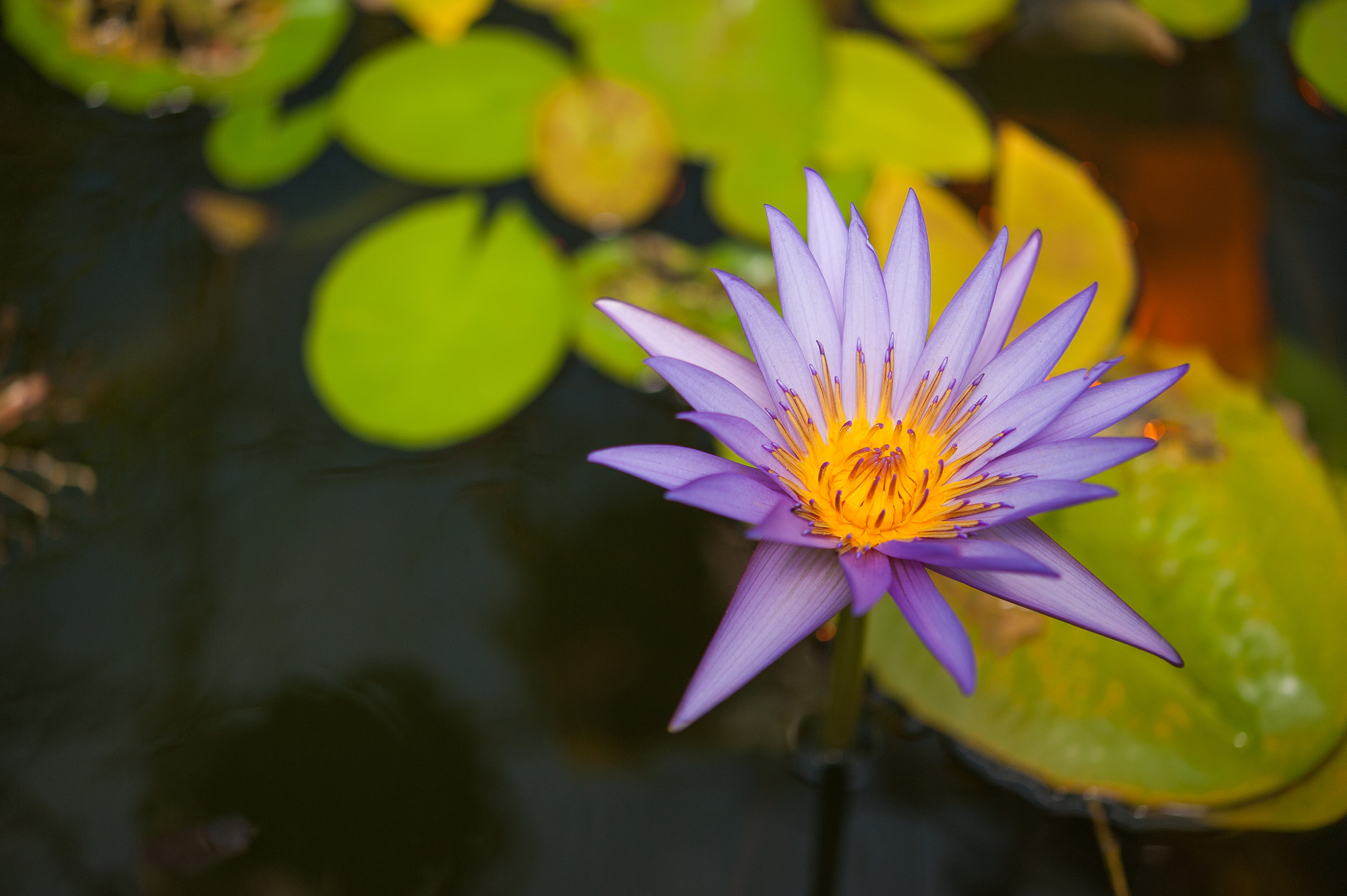 Nikon AF-S Micro-Nikkor 60mm F2.8G ED sample photo. Purple lotus photography