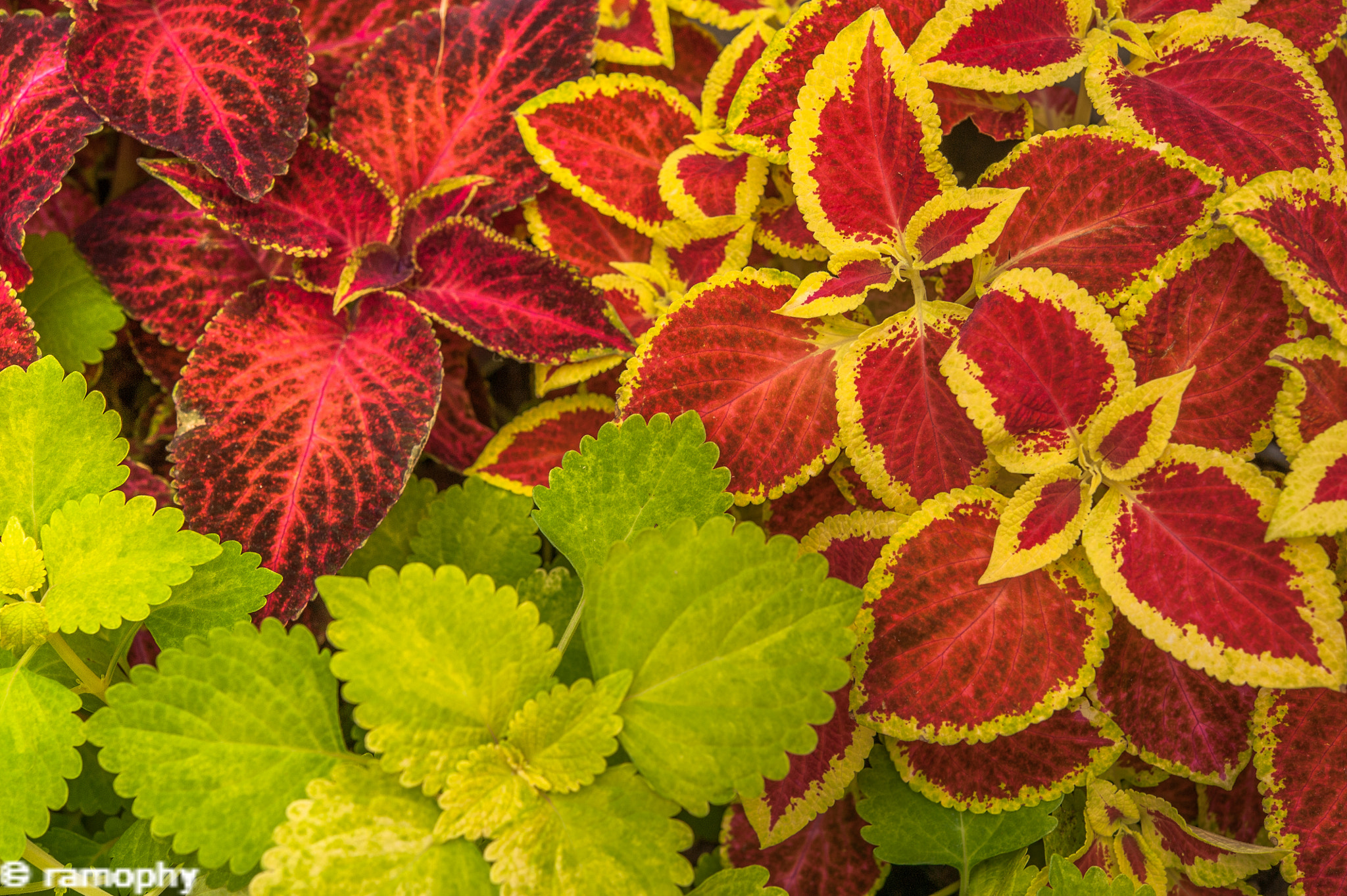 Nikon AF-S Micro-Nikkor 60mm F2.8G ED sample photo. Tropical leaves at auckland winter garden photography