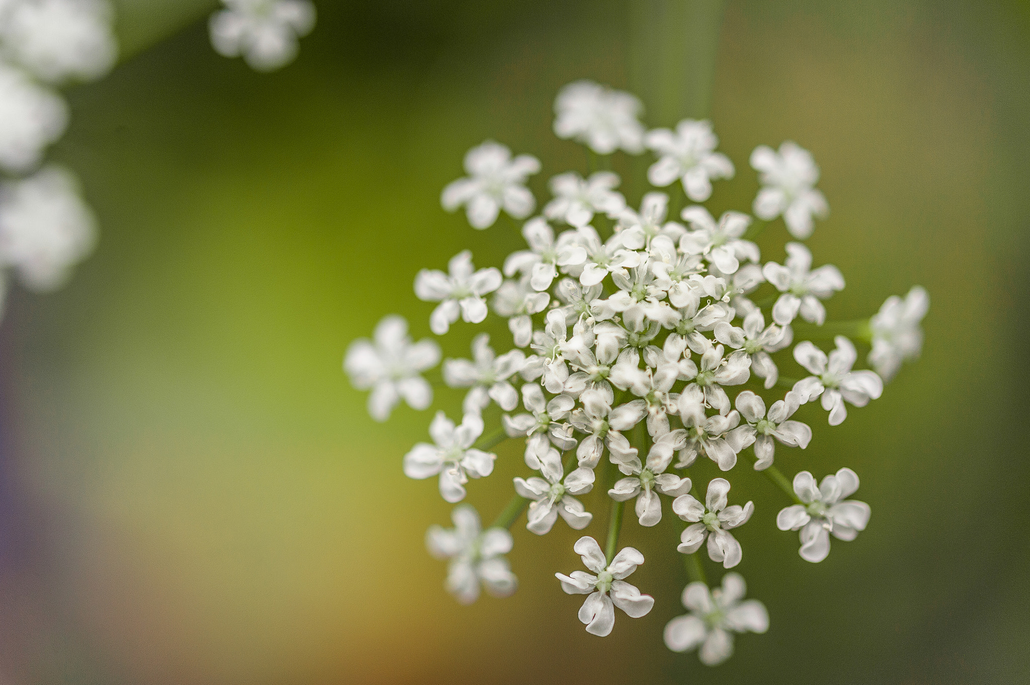 Nikon AF-S Micro-Nikkor 60mm F2.8G ED sample photo. 不知名的花 photography