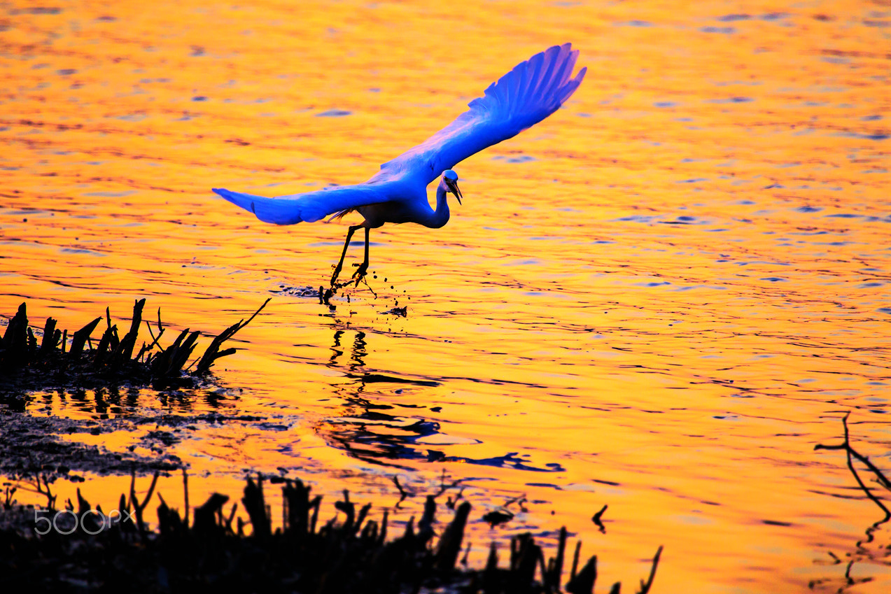 Canon EF 100-400mm F4.5-5.6L IS USM sample photo. Flying in golden time photography