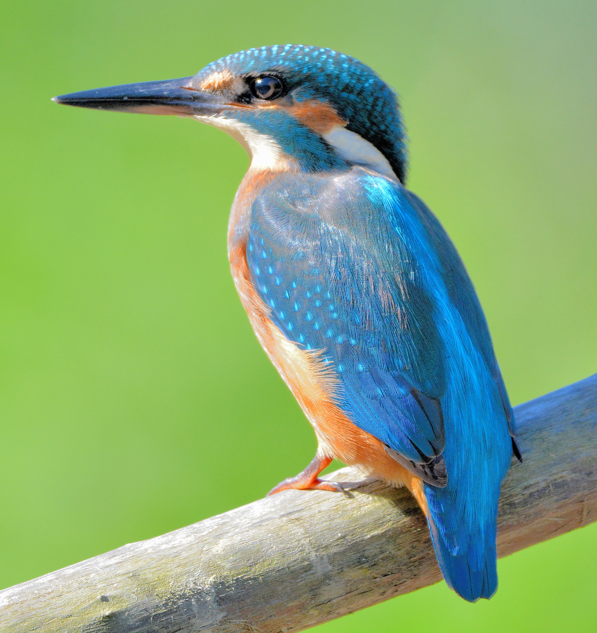 Sigma 150-600mm F5-6.3 DG OS HSM | C sample photo. Kingfisher in details - 2016 photography