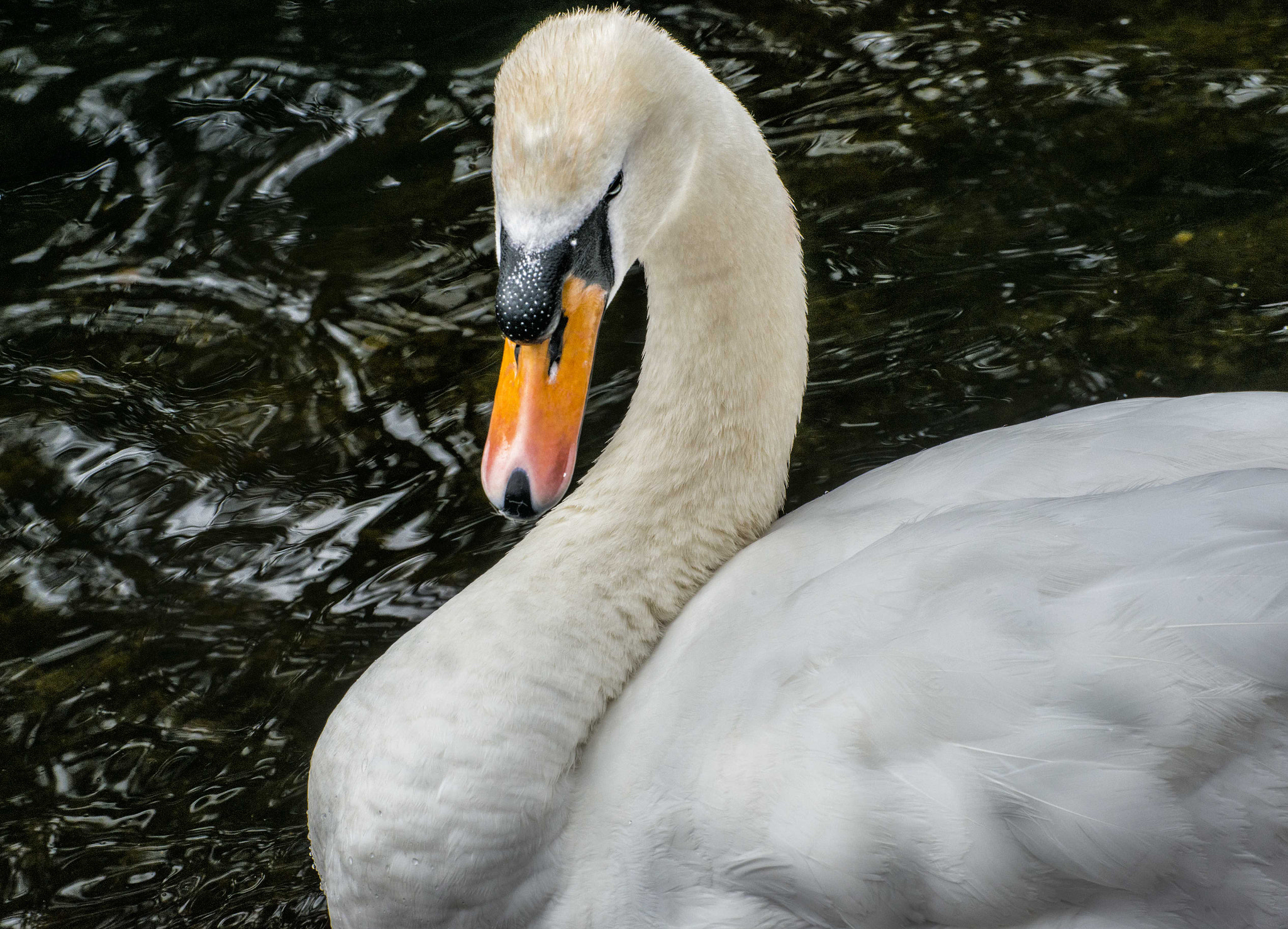 Nikon D800 sample photo. Beauty photography