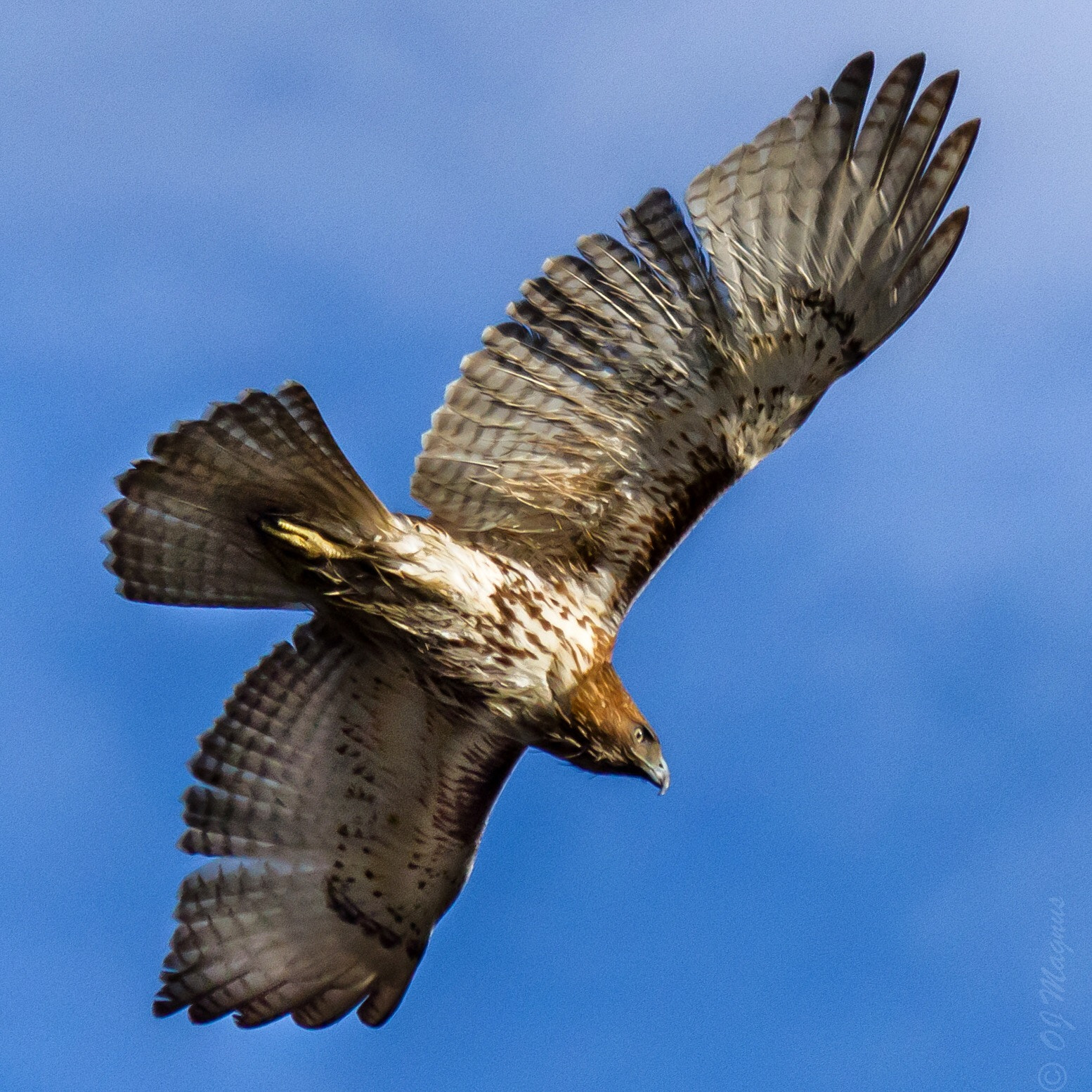 Canon EOS 7D sample photo. Red_tailed hawk photography