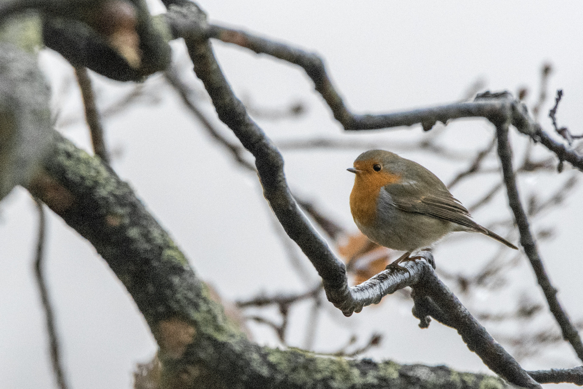 Tamron SP 150-600mm F5-6.3 Di VC USD sample photo