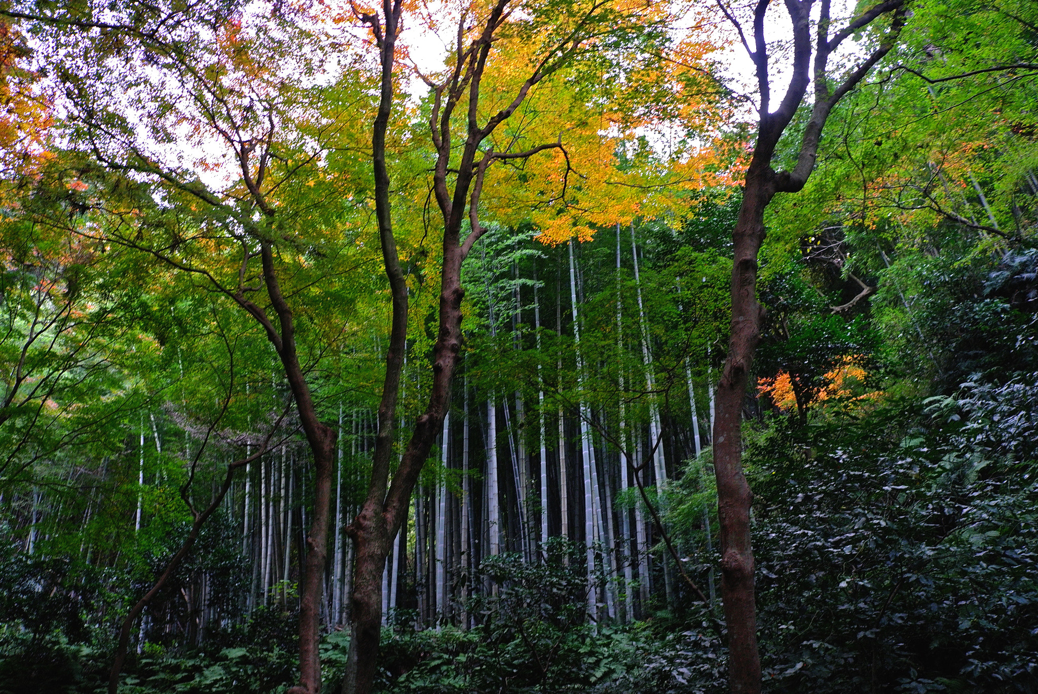 Leica X1 sample photo. Bamboo and autumn photography
