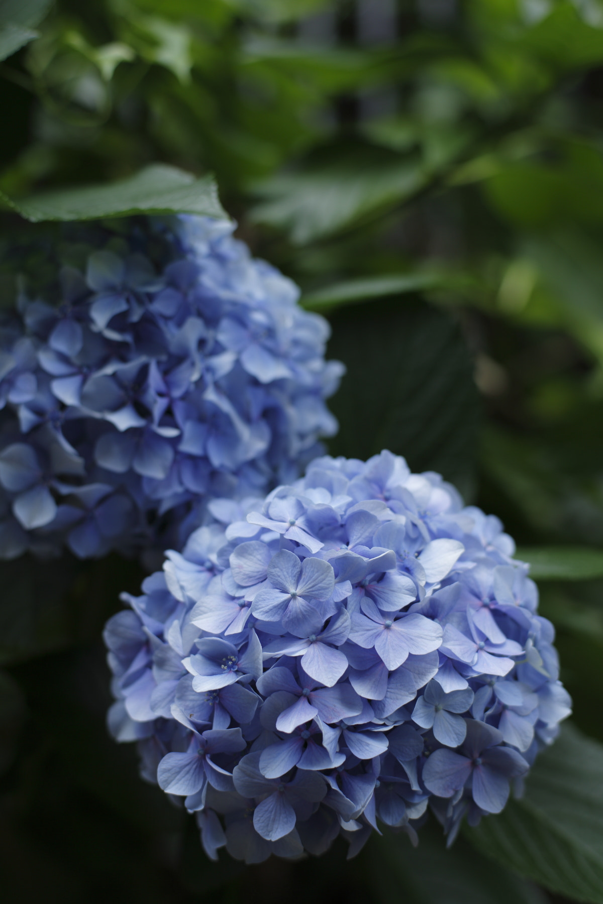 Canon EOS-1D X + ZEISS Planar T* 50mm F1.4 sample photo. Jr photography