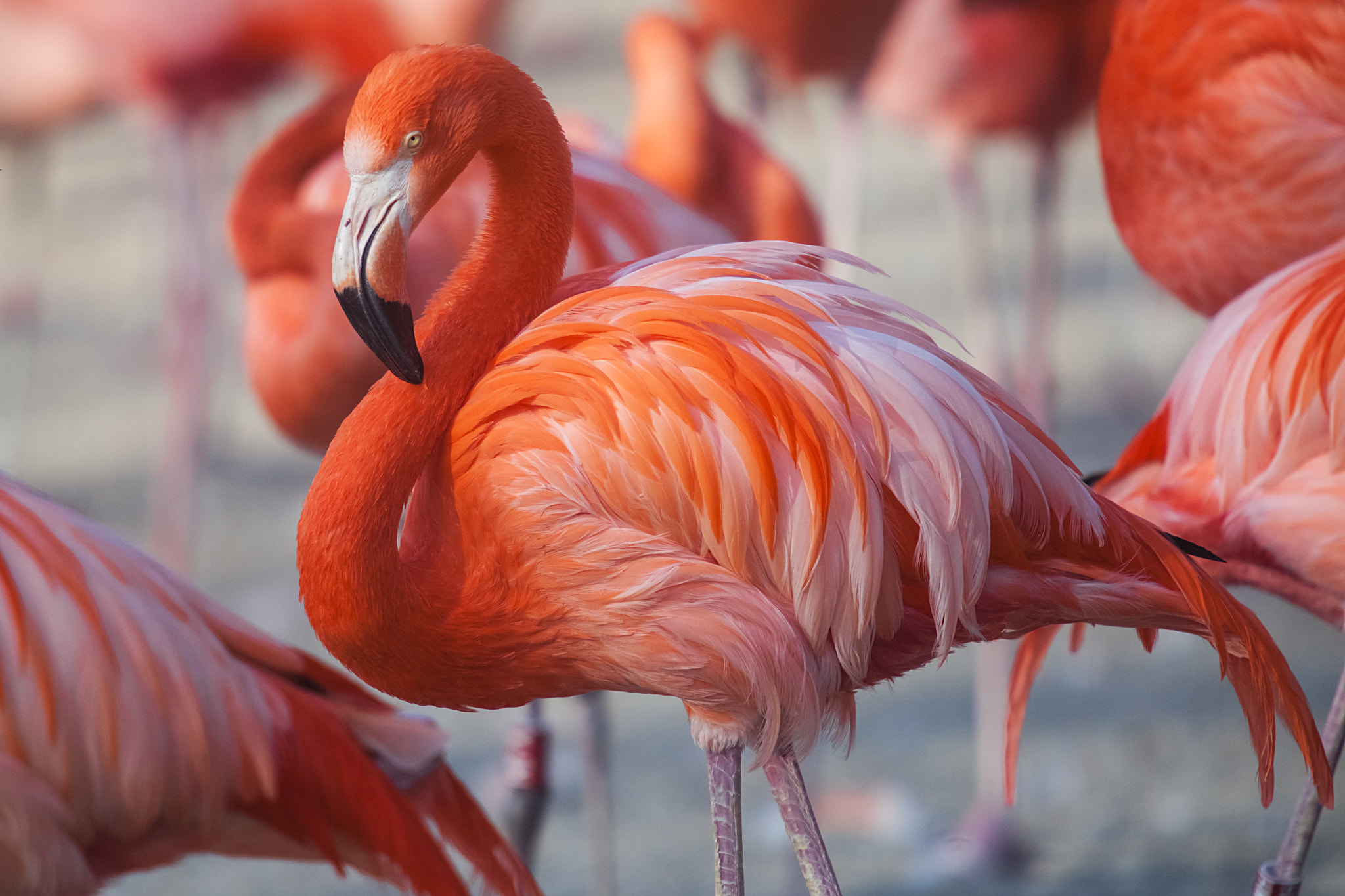 Canon EOS 5D Mark II + Canon EF 70-200mm F2.8L USM sample photo. Flock of pink flamingos photography