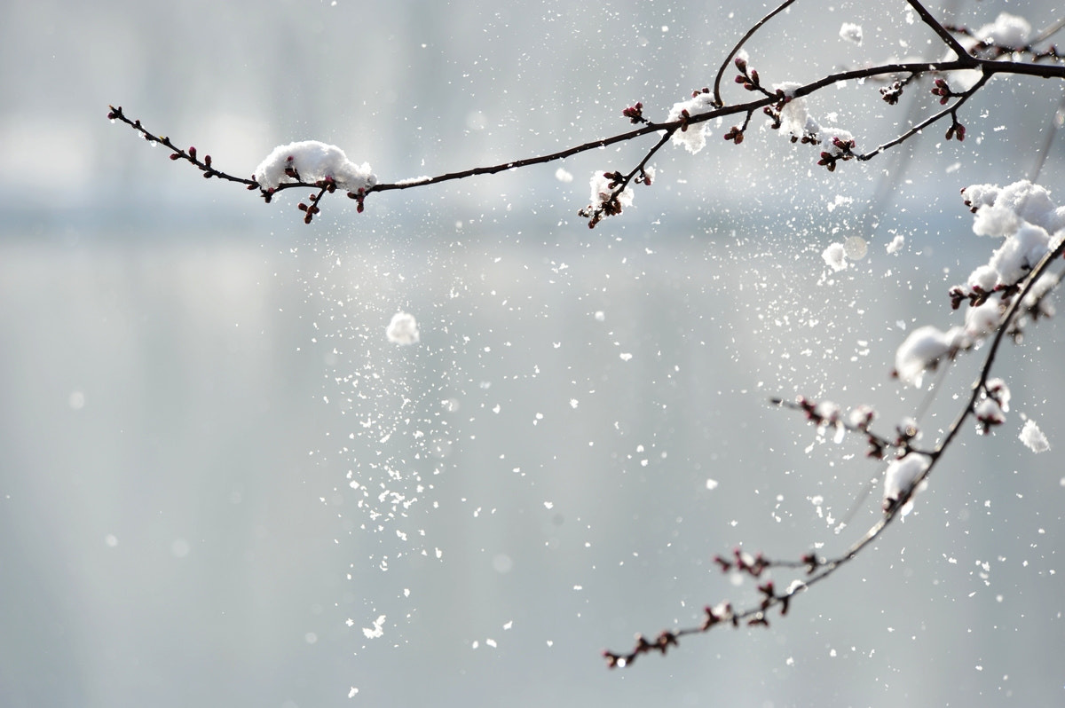 Nikon D3 sample photo. Snowing photography