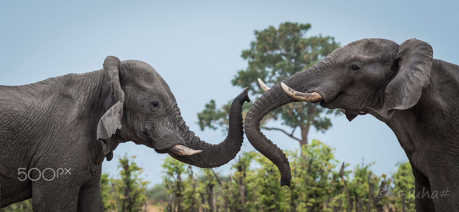 Nikon D810 + Nikon AF-S Nikkor 300mm F2.8G ED-IF VR sample photo. Savuti bulls photography