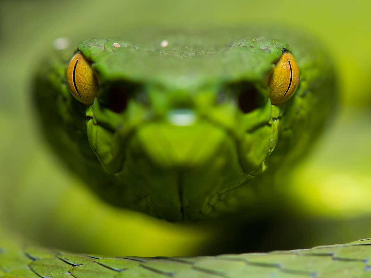 Nikon AF-S Micro-Nikkor 105mm F2.8G IF-ED VR sample photo. Trimeresurus fucatus photography