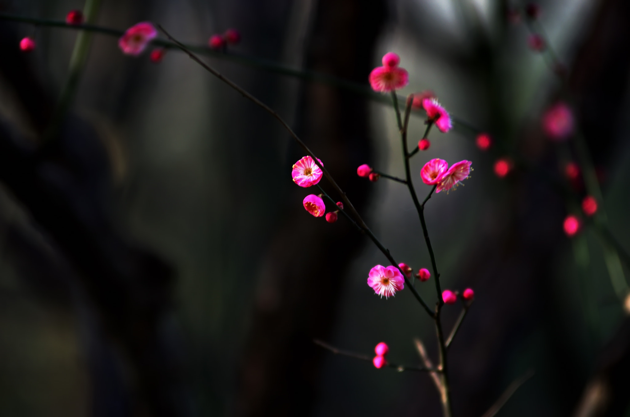 Pentax K-5 II sample photo. 红梅花儿开 photography