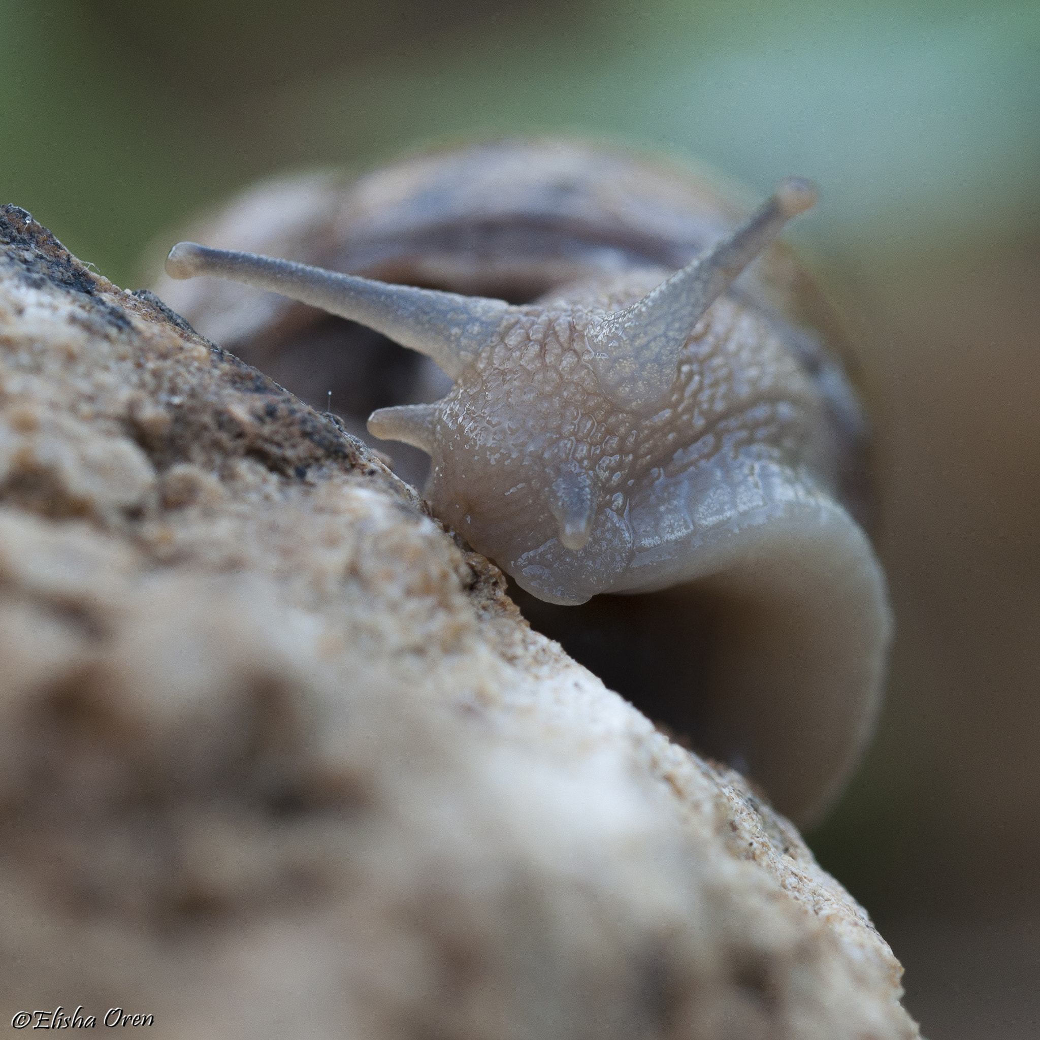 Nikon D90 sample photo. A snail photography