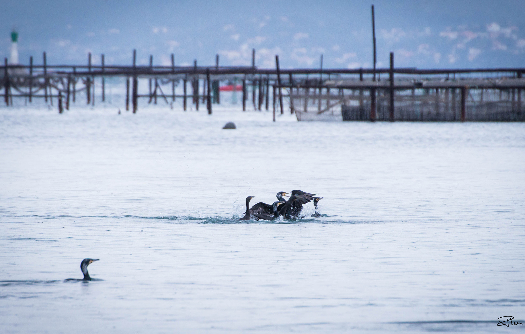 Nikon D610 sample photo. Cormorans photography