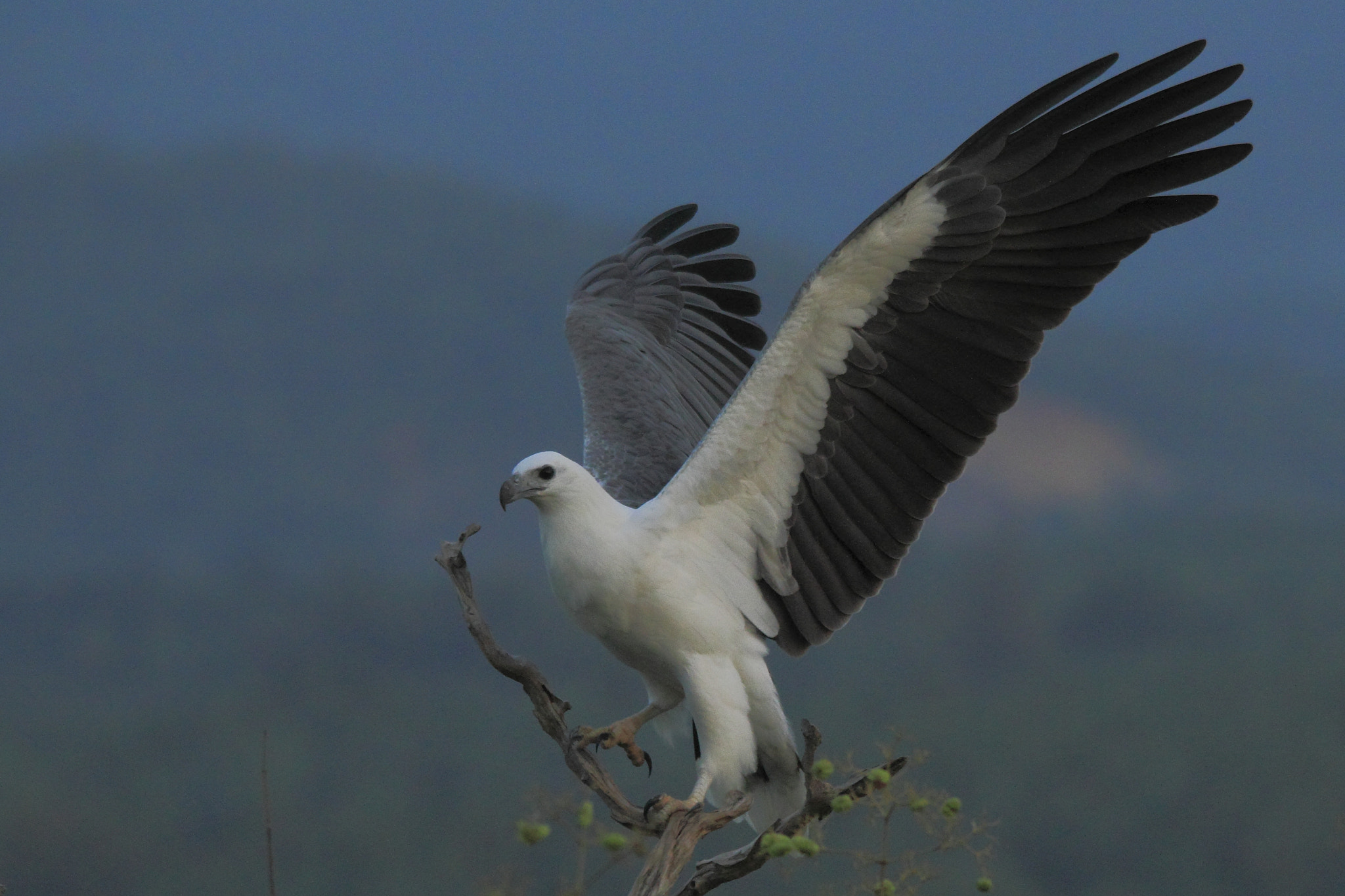 Canon EOS 550D (EOS Rebel T2i / EOS Kiss X4) + Sigma 150-500mm F5-6.3 DG OS HSM sample photo. White bellied sea eagle photography