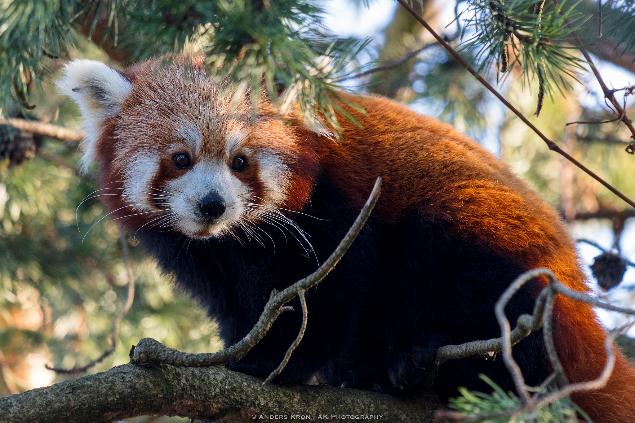 Canon EOS 5DS R + Canon EF 70-200mm F4L IS USM sample photo. Red panda copenhagen zoo photography