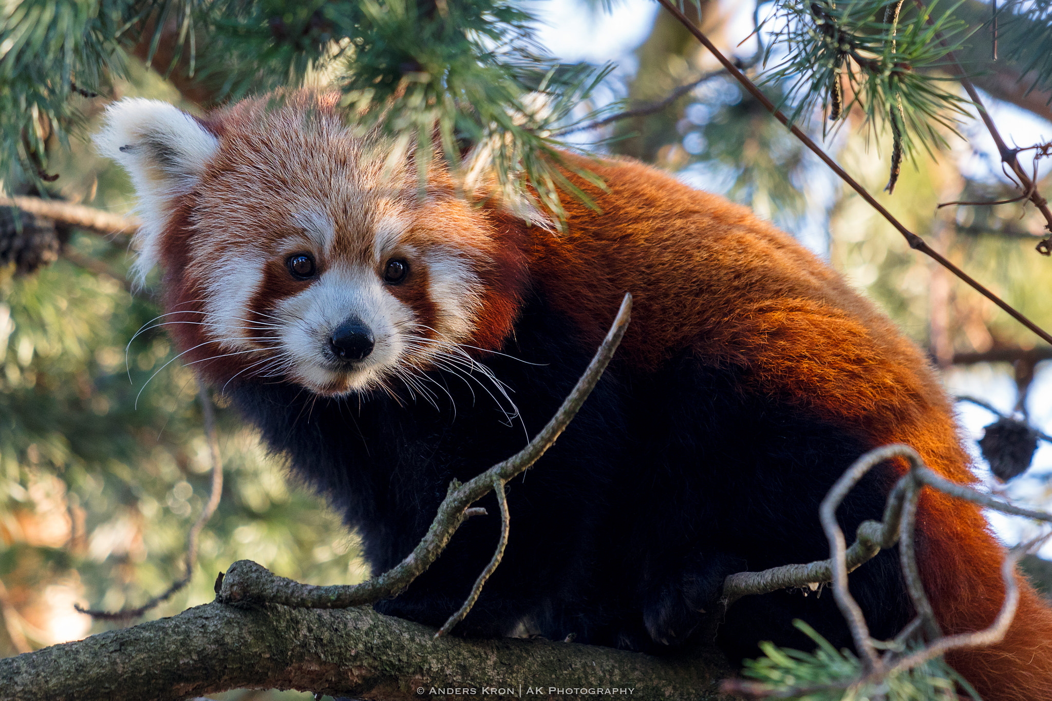 Canon EF 70-200mm F4L IS USM sample photo. Red panda copenhagen zoo photography