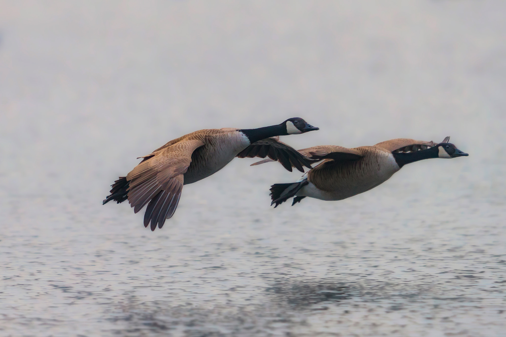 Canon EOS-1D X Mark II sample photo. Canada geese in flight... photography