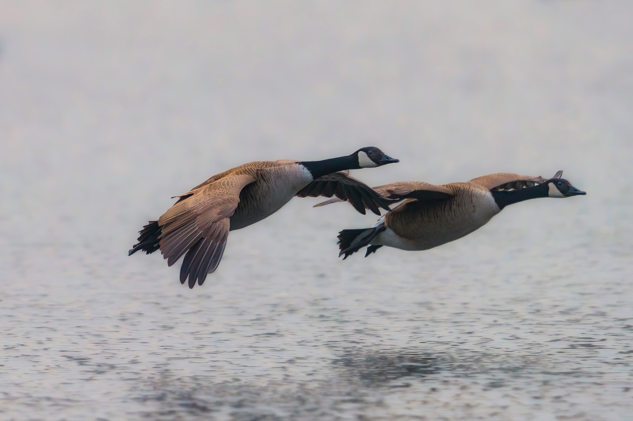 Canon EF 400mm F2.8L IS II USM sample photo. Canada geese in flight... photography