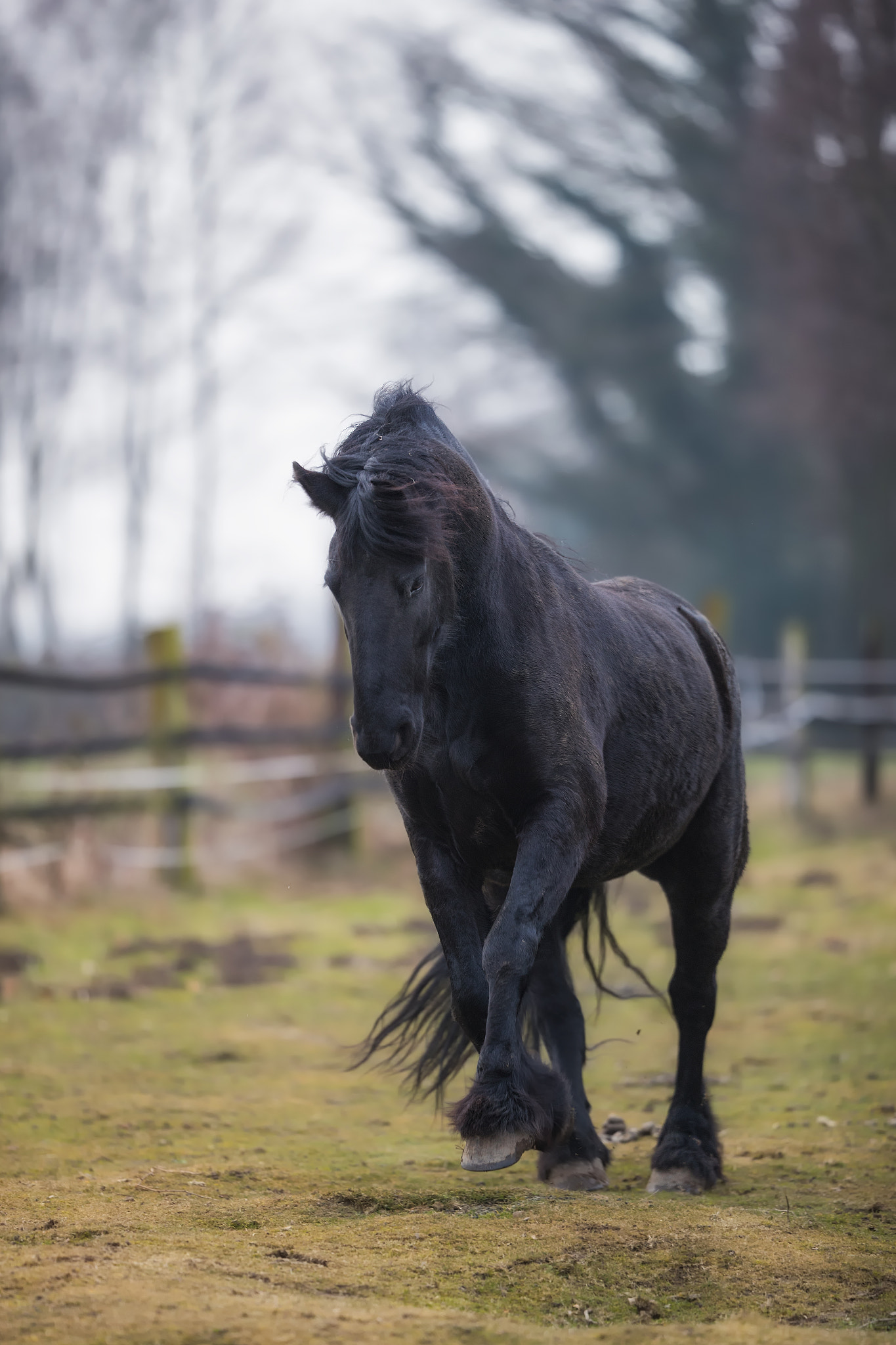 Canon EOS-1D X Mark II + Canon EF 200mm F2L IS USM sample photo. Friesen pferd photography