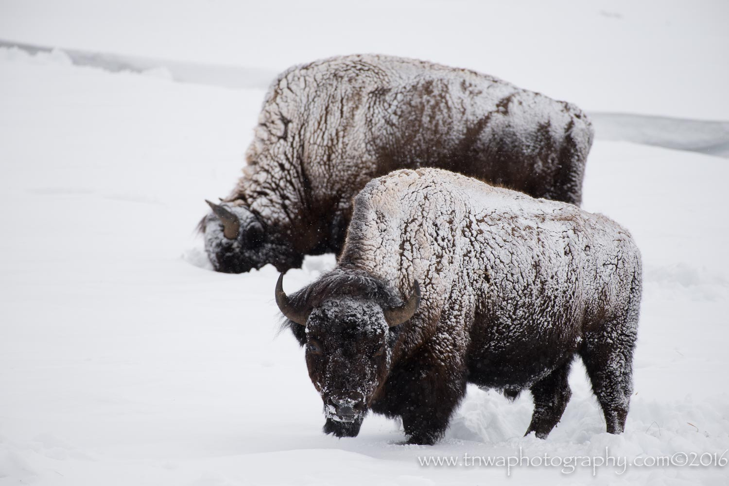 Nikon AF-S Nikkor 200-500mm F5.6E ED VR sample photo. Snowy duo photography